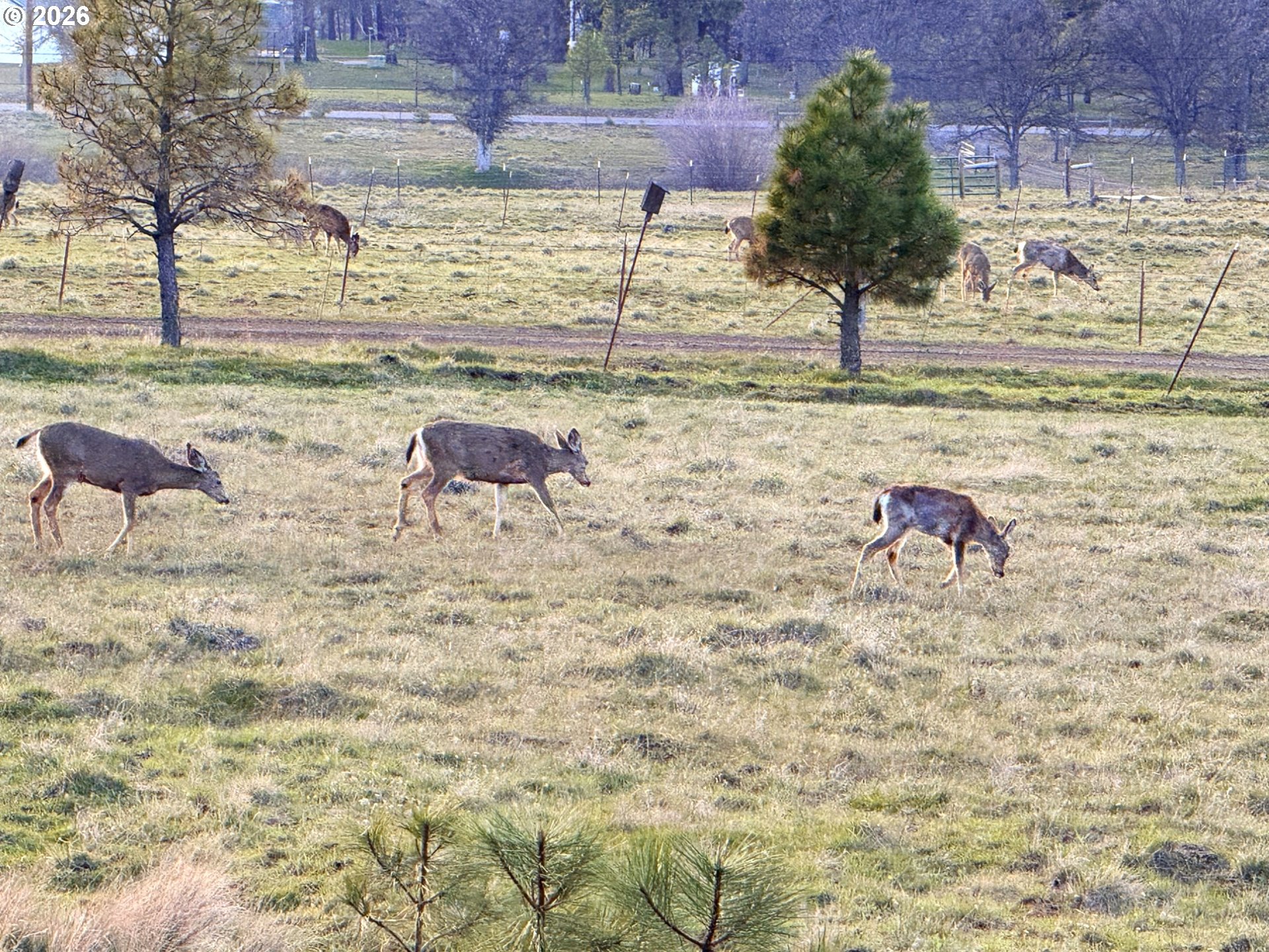 471 Woodland Road Goldendale, WA 98620 - Photo 5 of 43