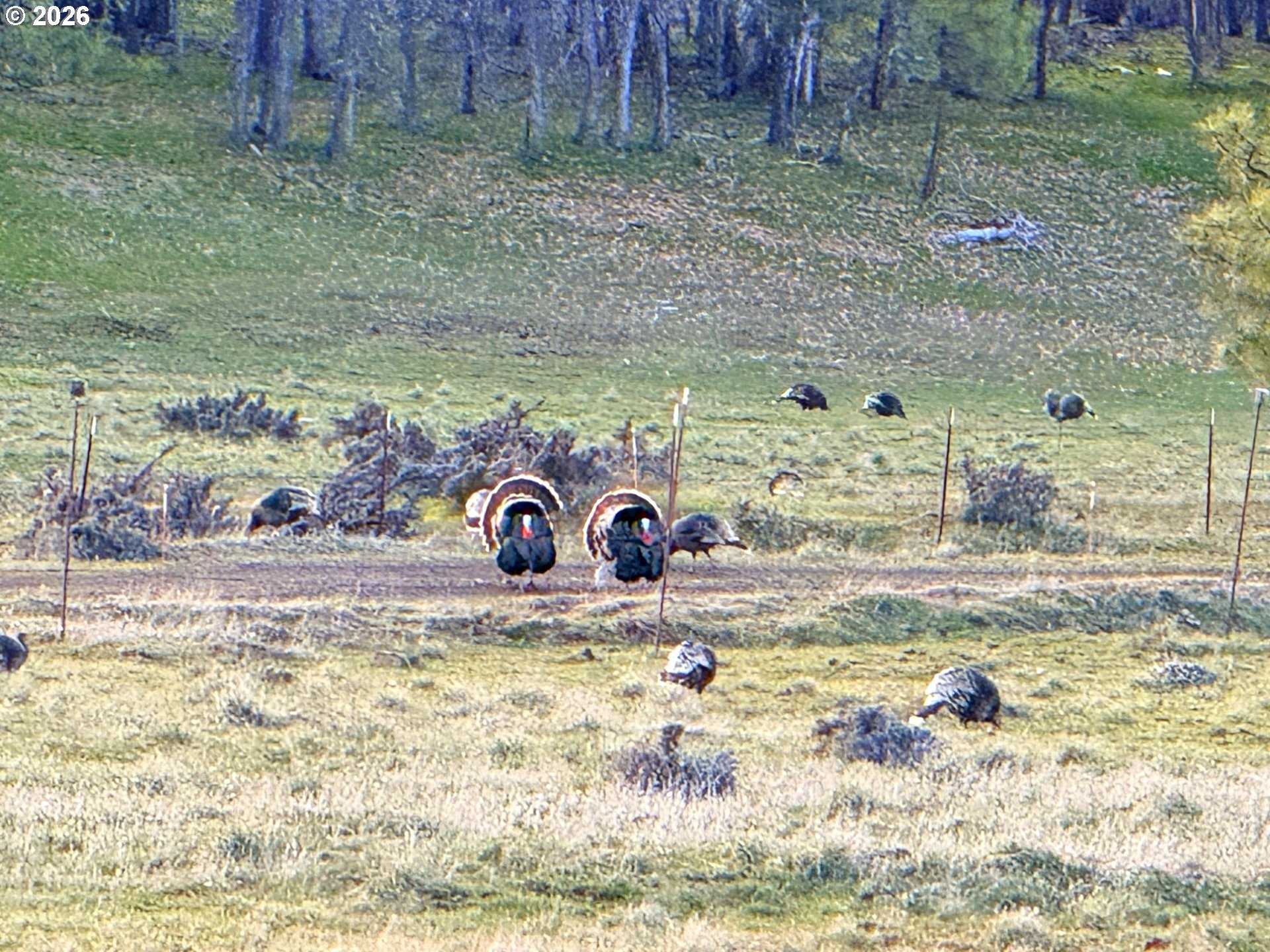 471 Woodland Road Goldendale, WA 98620 - Photo 6 of 43