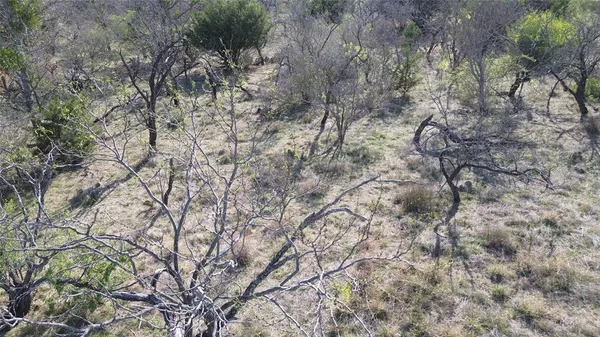 a view of a forest with a tree