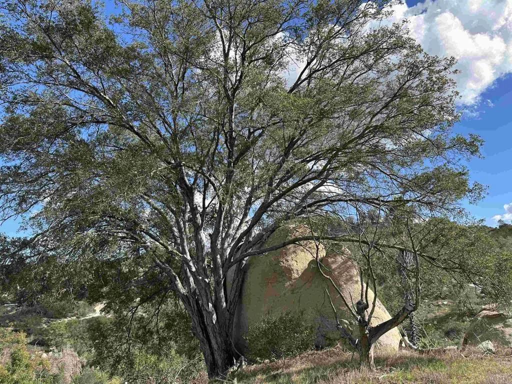 2494 Lane Fallbrook Ca Fallbrook, CA 92028 - Photo 36 of 62