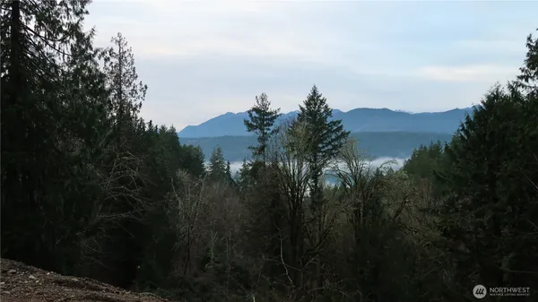 a view of a forest with lots of trees