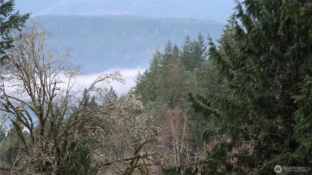 a view of a tree in a forest