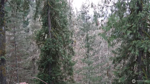 a view of a forest with trees in the background