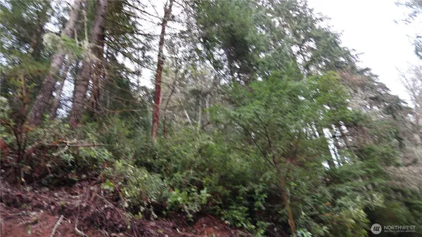 a view of a forest with a tree
