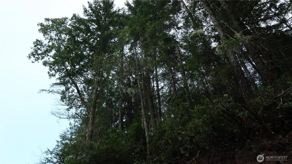 a view of a forest with a tree