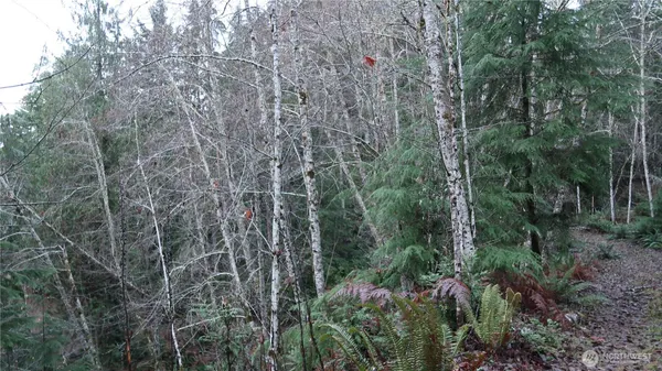 a view of a forest with trees