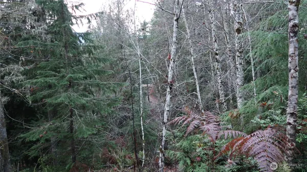 a view of a forest with large trees
