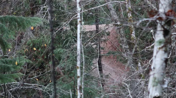 a view of a forest with trees in the background