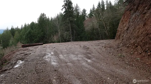 a view of a forest with trees in the background