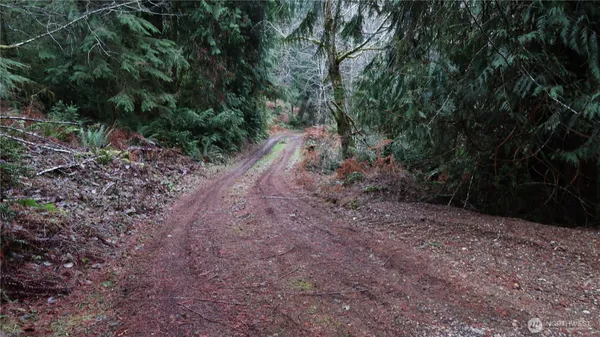 a view of a forest with trees in the background