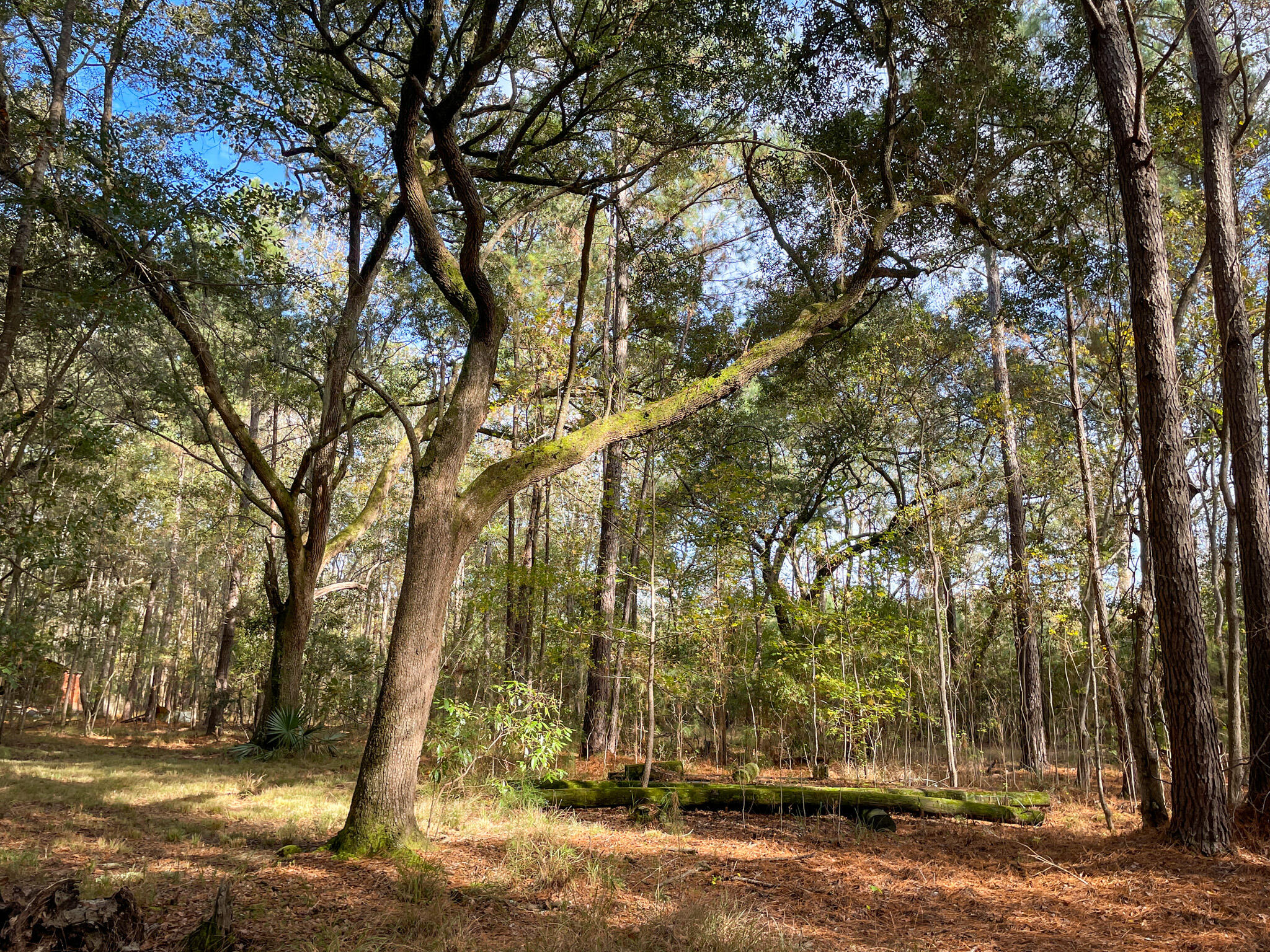 1700 Liberia Road Wadmalaw Island, SC 29487 - Photo 4 of 8 DJI_20231127_134620_300-2