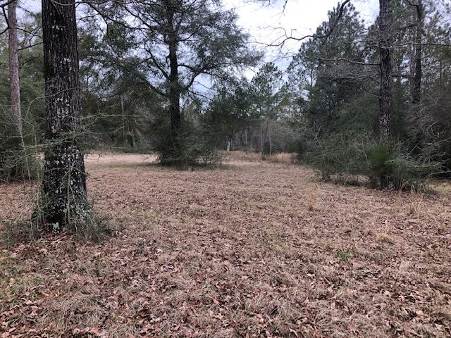 163.38-ac Cravey Bridge Road Florala, AL 36442 - Photo 24 of 49 Gallery Image 24