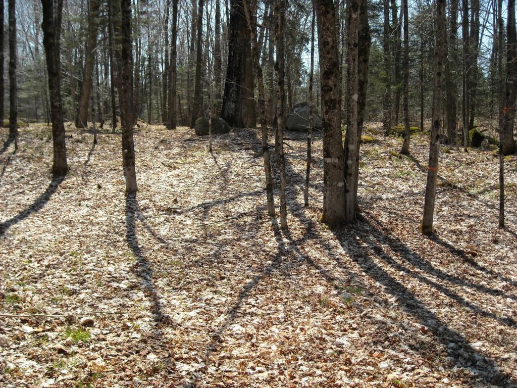 Lot 7 Big Rock Road Morgan, VT 05853 - Photo 6 of 14 Gallery Image 6