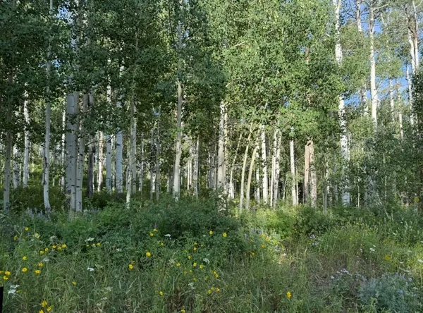 a view of a lush green forest