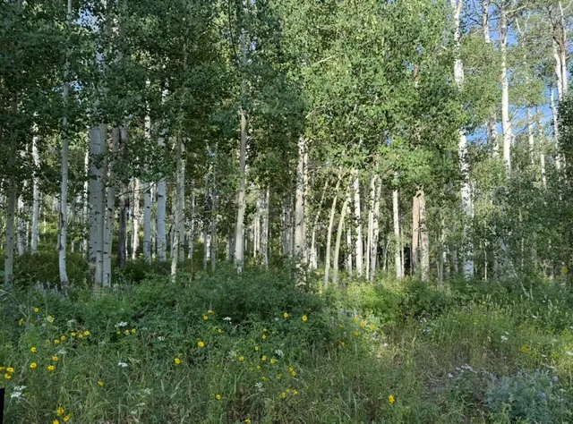 a view of a lush green forest