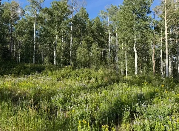 a view of a lush green forest
