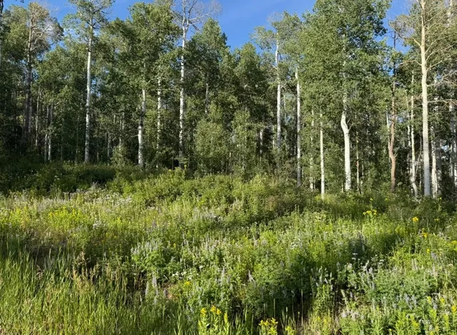 a view of a lush green forest