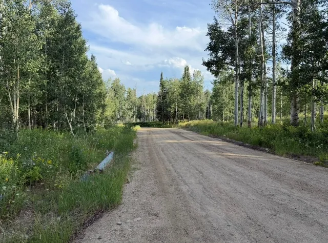 a big yard with lots of green space and plants