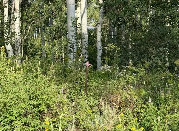 a view of a lush green forest
