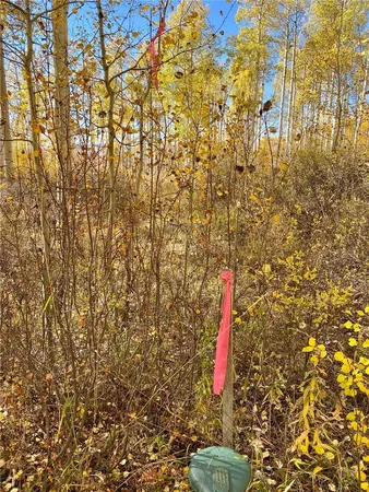 a bathroom with a shower curtain