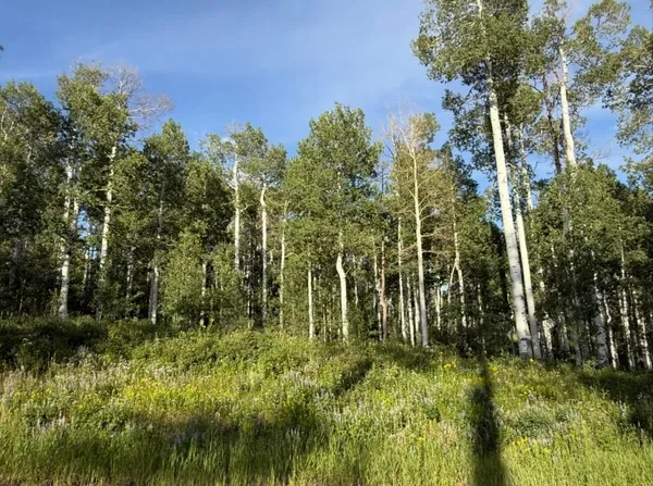 a view of outdoor space and a yard