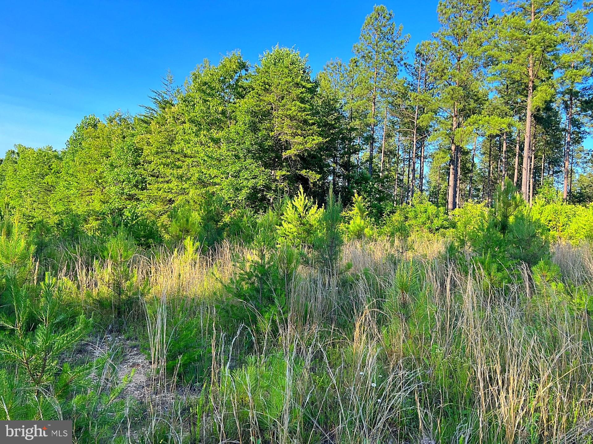 Eleys Ford Road Richardsville, VA 22736 - Photo 2 of 8