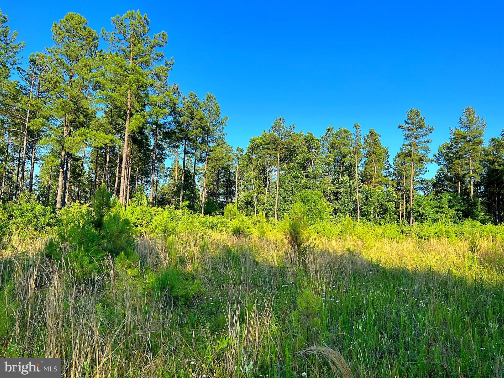 Eleys Ford Road Richardsville, VA 22736 - Photo 3 of 8