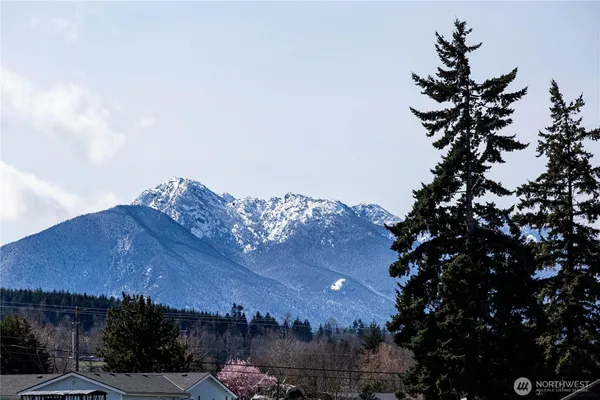 a view of a tree in a field with a tree in the background