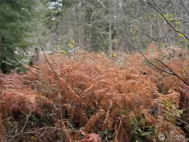 a view of a yard with a trees