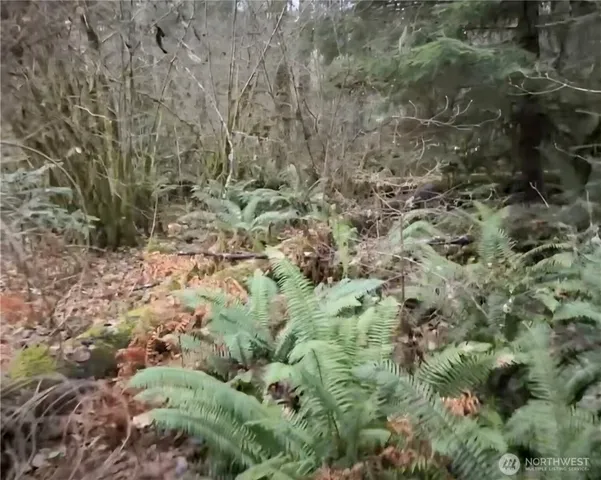 a view of a forest with a tree