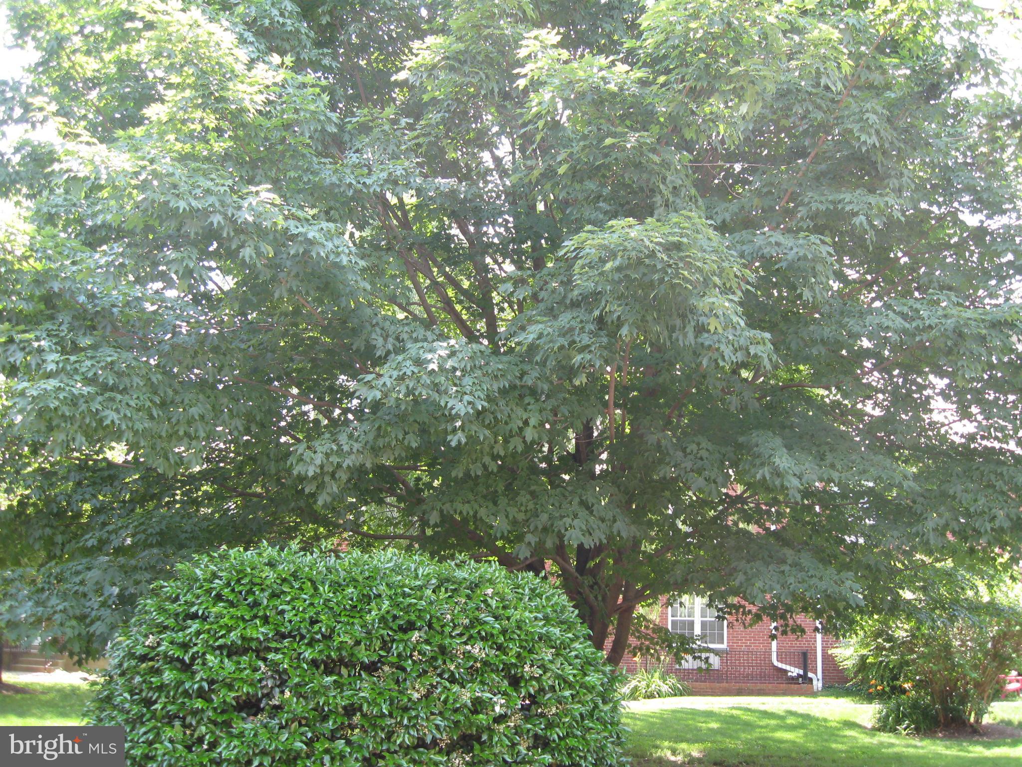 207 Glebe Road East, Unit A Alexandria, VA 22305 - Photo 9 of 10 Exterior (Rear)