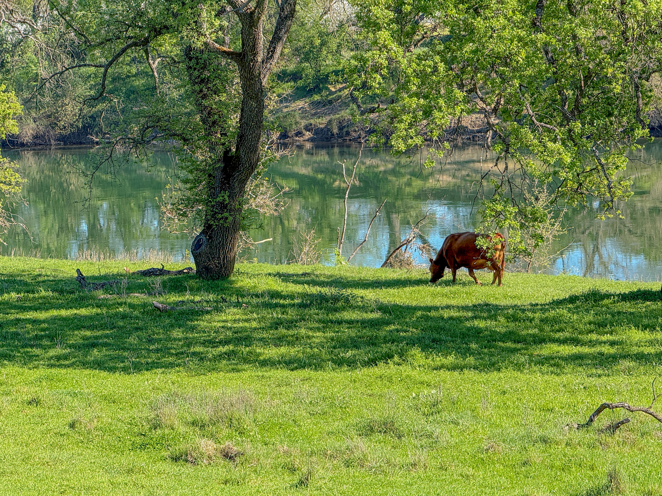 22080 Forbes Way Red Bluff, CA 96080 - Photo 11 of 42 a lake view with a trees