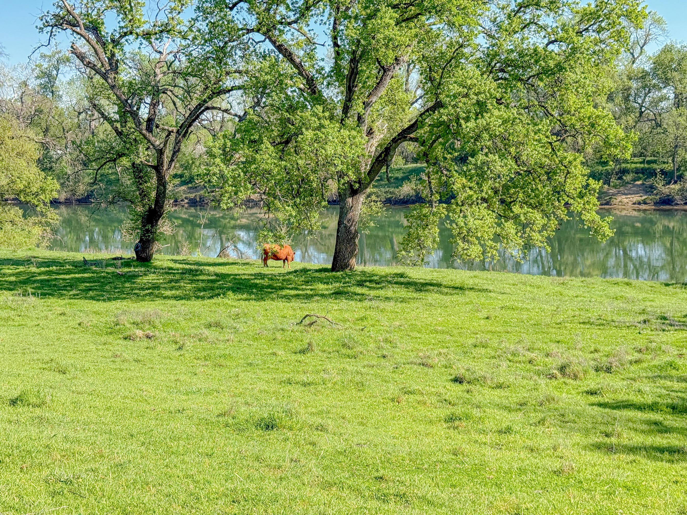 22080 Forbes Way Red Bluff, CA 96080 - Photo 37 of 42 a view of green field with trees
