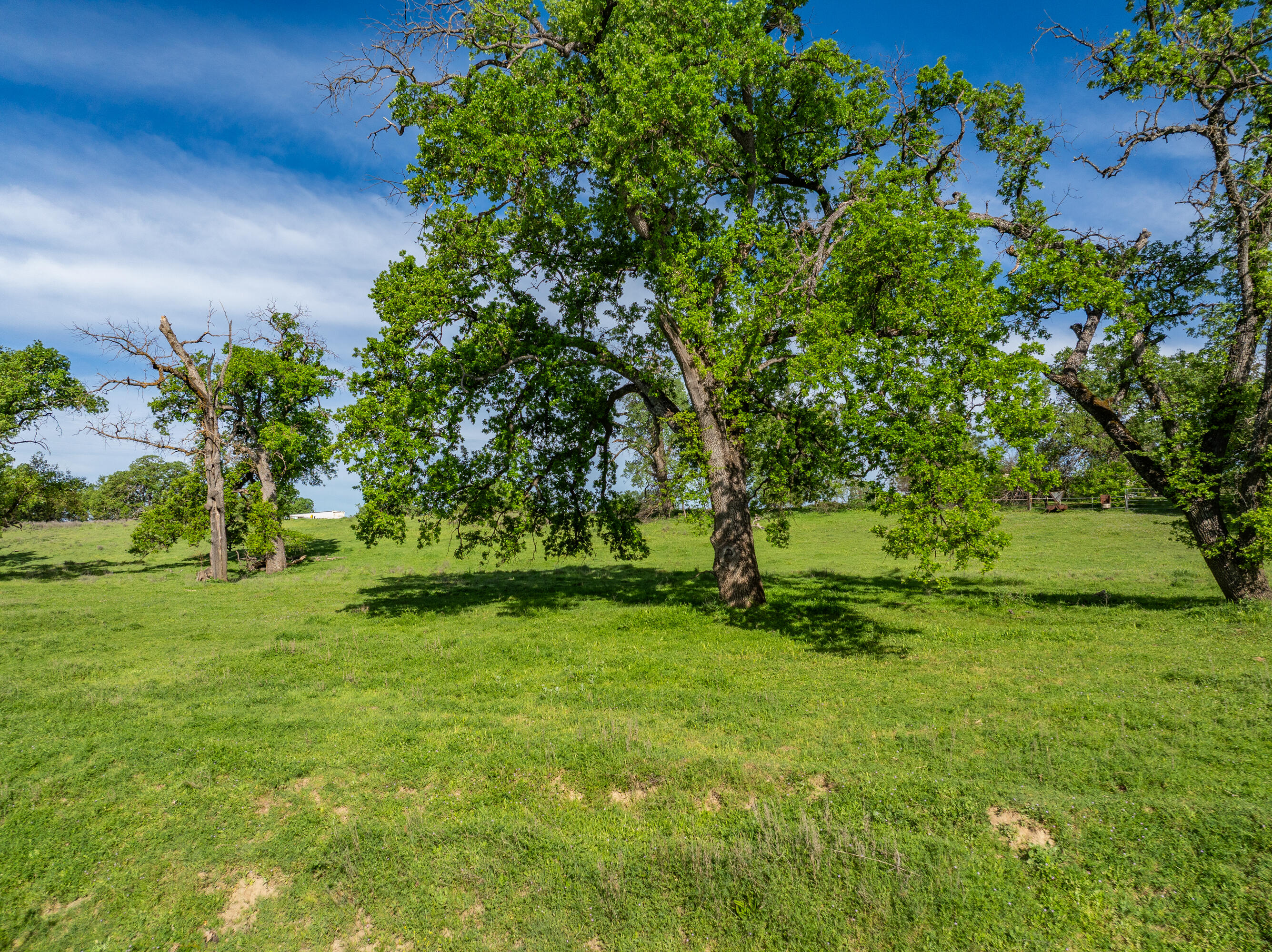 22080 Forbes Way Red Bluff, CA 96080 - Photo 6 of 42 a view of a trees in a yard