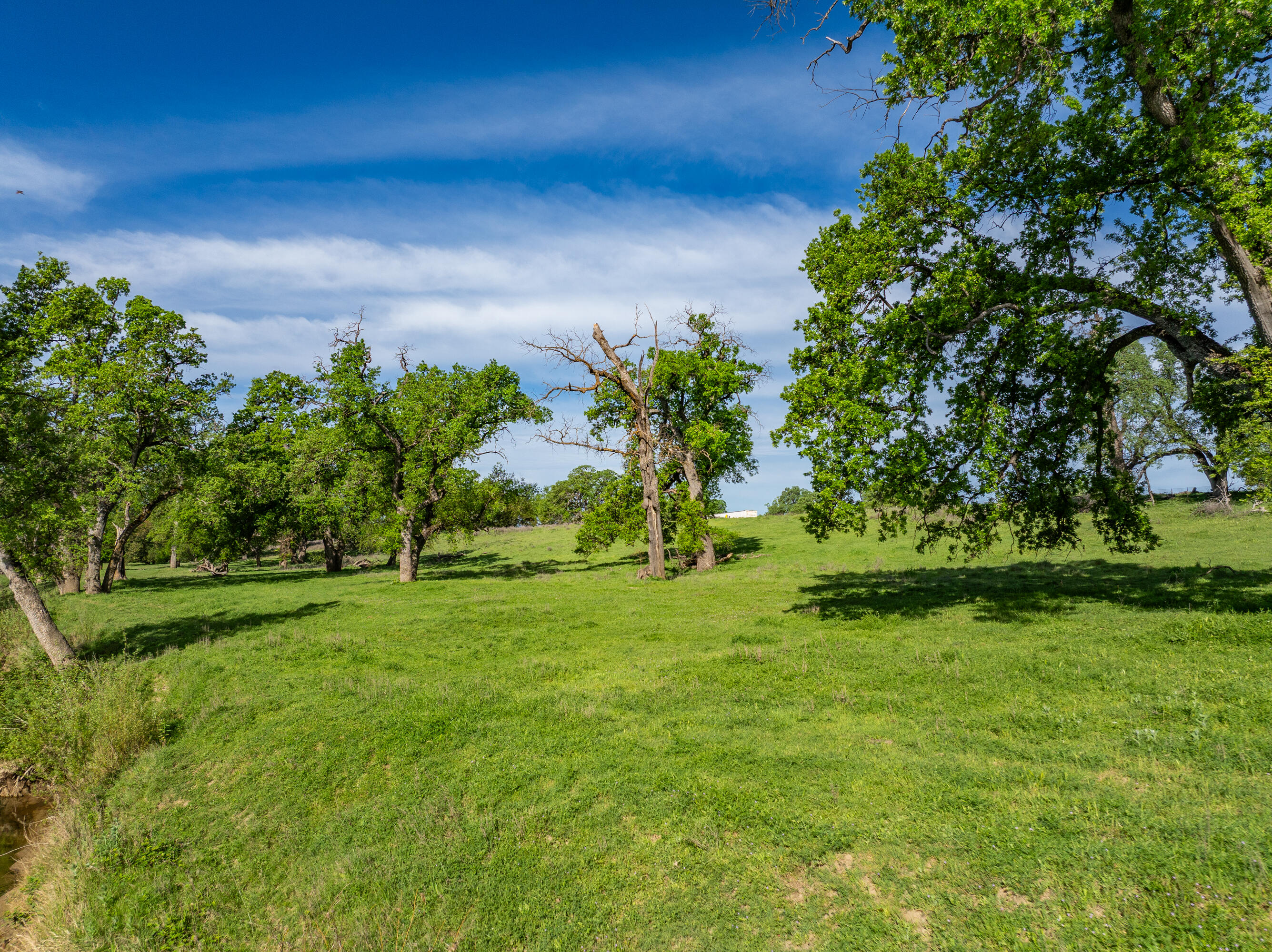 22080 Forbes Way Red Bluff, CA 96080 - Photo 9 of 42 a view of a garden with a tree