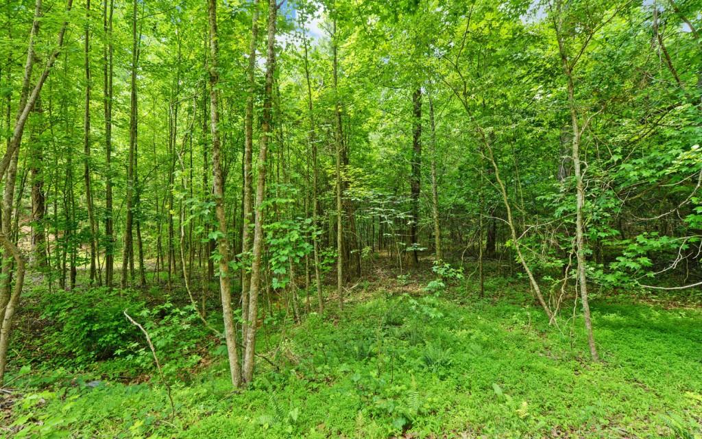 6755 Jake Kemp Road Murrayville, GA 30564 - Photo 11 of 22 a view of a lush green space