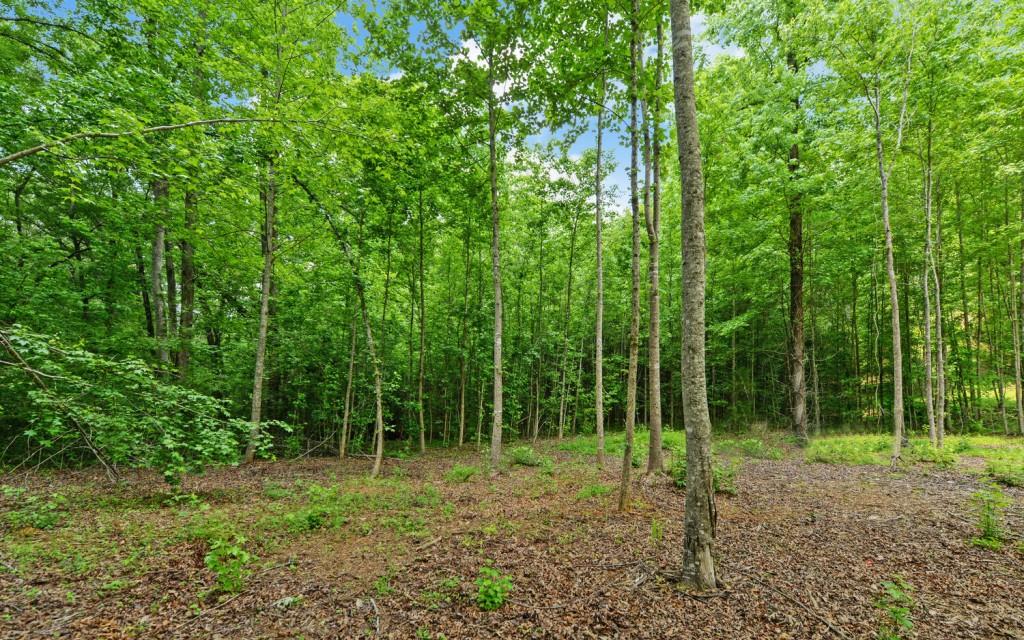6755 Jake Kemp Road Murrayville, GA 30564 - Photo 14 of 22 a view of forest