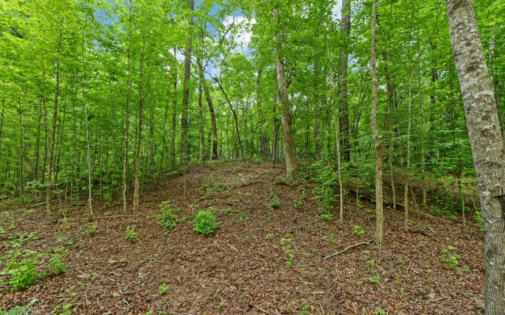 6755 Jake Kemp Road Murrayville, GA 30564 - Photo 16 of 22 a view of an outdoor space with lots of trees