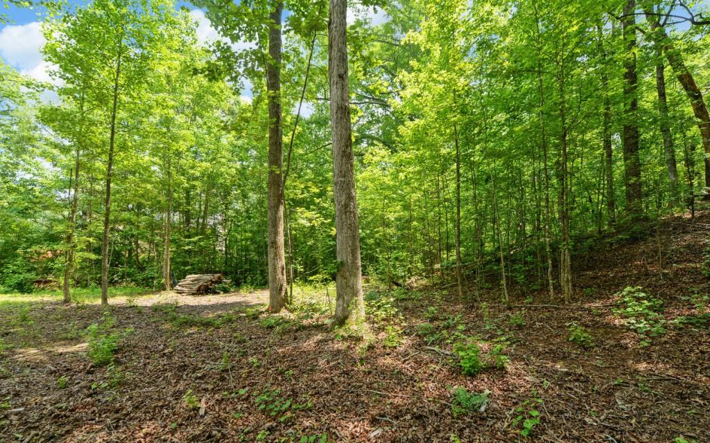 6755 Jake Kemp Road Murrayville, GA 30564 - Photo 17 of 22 a view of a forest with trees