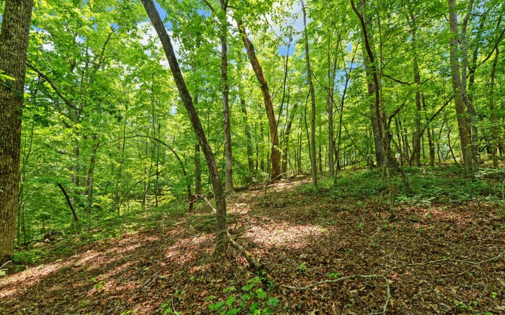 6755 Jake Kemp Road Murrayville, GA 30564 - Photo 18 of 22 a view of a yard with plants and large trees