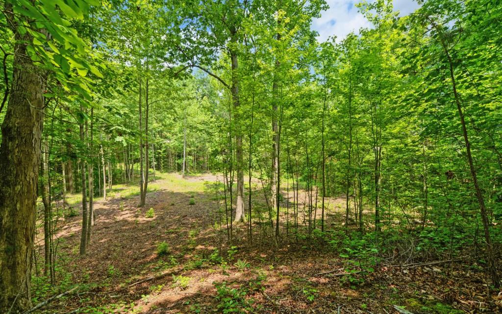 6755 Jake Kemp Road Murrayville, GA 30564 - Photo 19 of 22 a view of yard