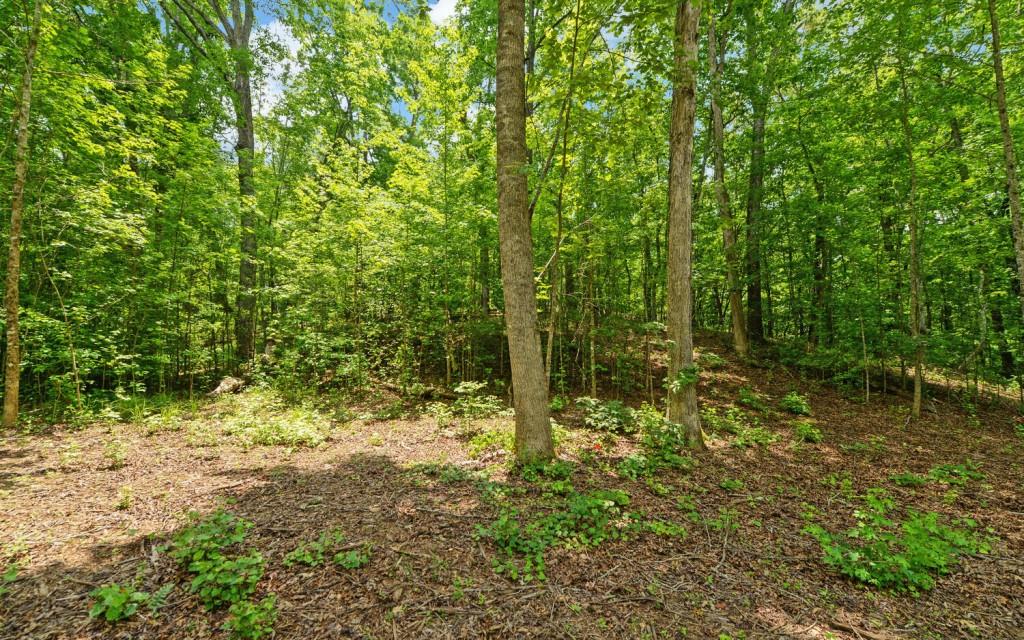 6755 Jake Kemp Road Murrayville, GA 30564 - Photo 20 of 22 a view of a forest with trees