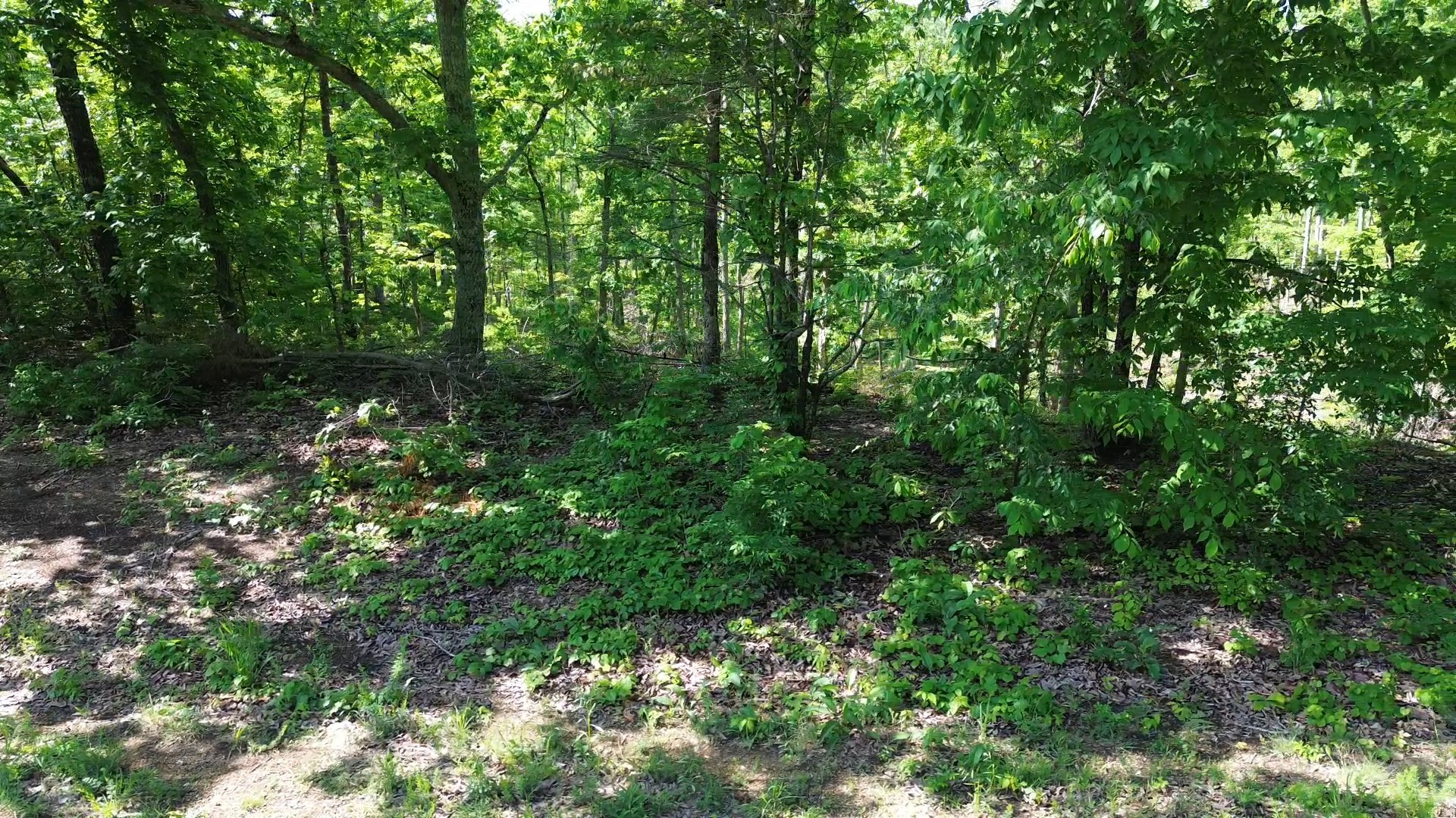535 Highwater Road Waverly, TN 37185 - Photo 8 of 13 a view of a lush green forest