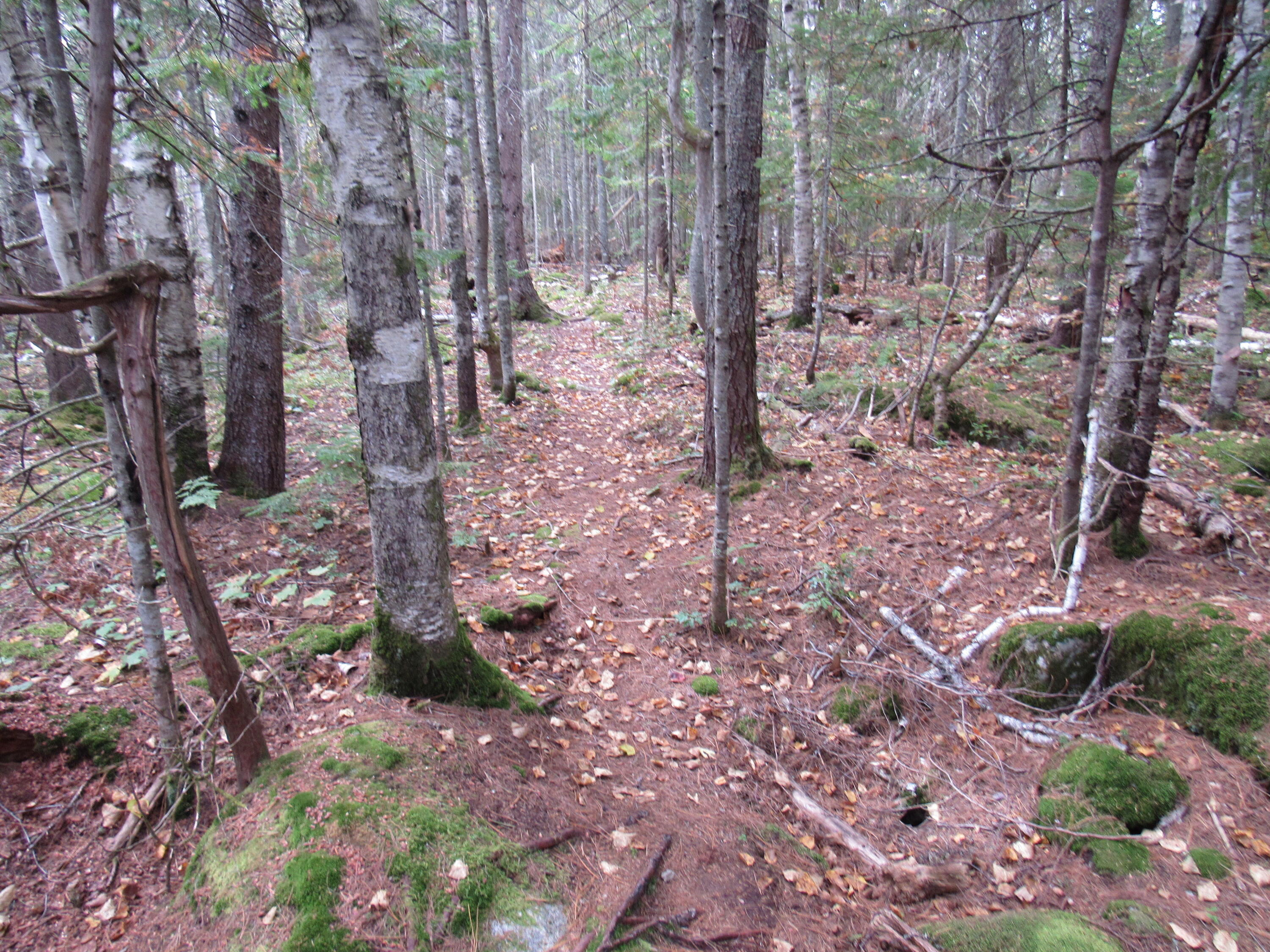 515 Grace Pond Road West Forks, ME 04985 - Photo 26 of 40 IMG_7176