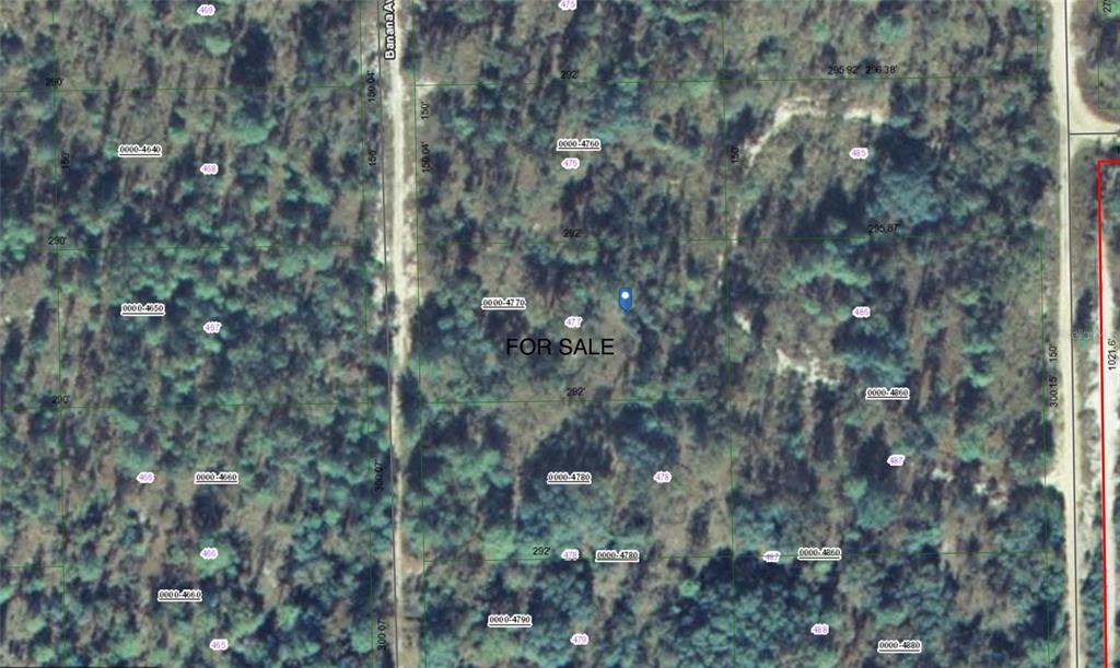 127 East Satsuma Road Palatka, FL 32177 - Photo 3 of 5 a close up of a tree