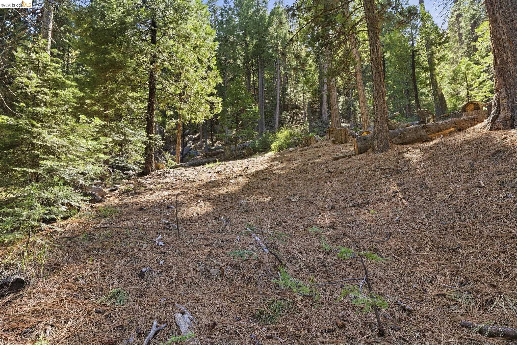 388 Kerns Long Barn, CA 95335 - Photo 6 of 12 a view of a forest with trees in the background