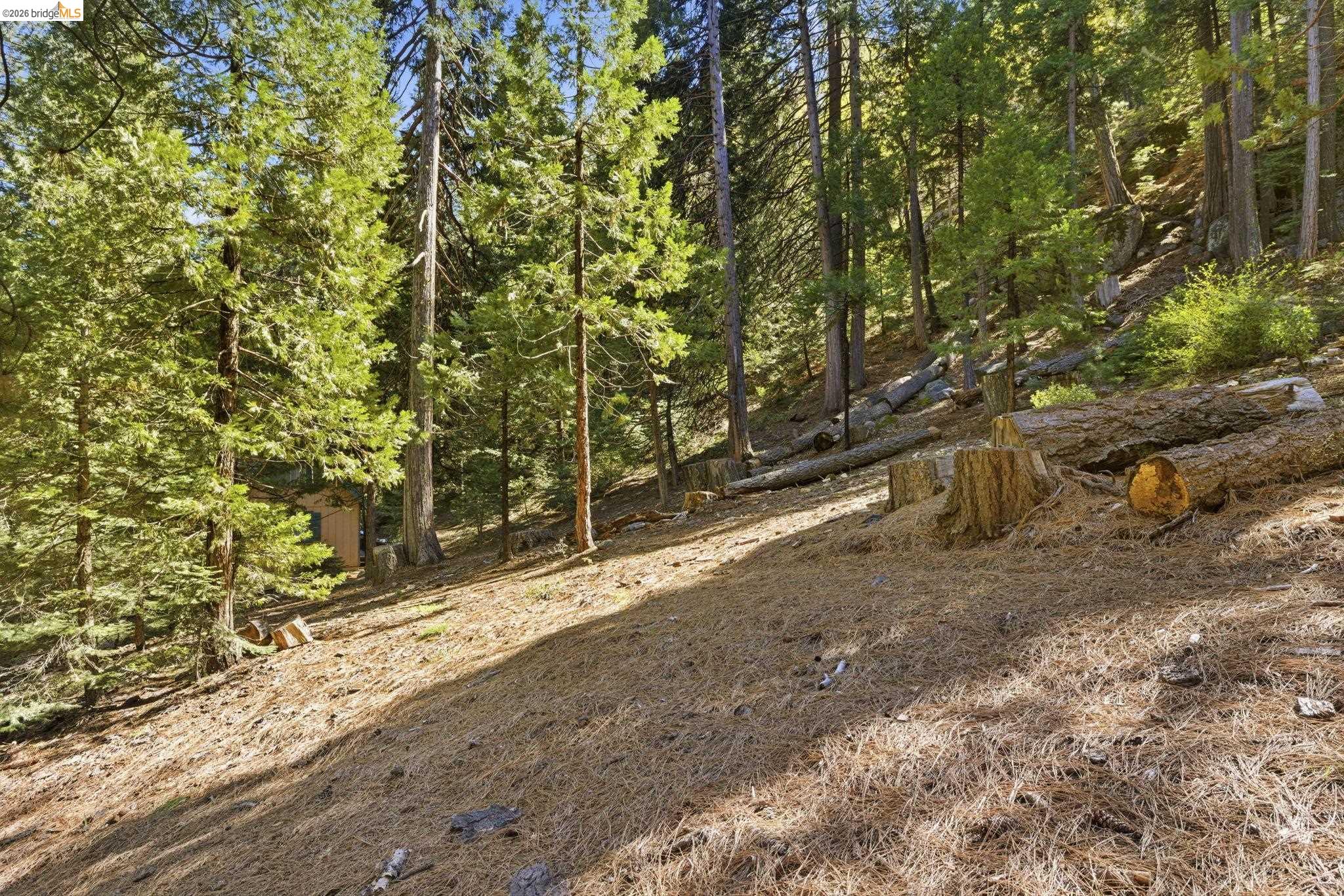 388 Kerns Long Barn, CA 95335 - Photo 9 of 12 a view of a yard with plants and trees