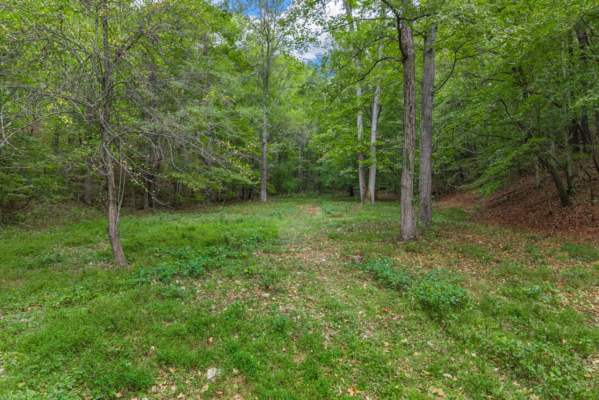234 Lower Standing Rock Road Dover, TN 37058 - Photo 35 of 41 a view of a yard with a tree