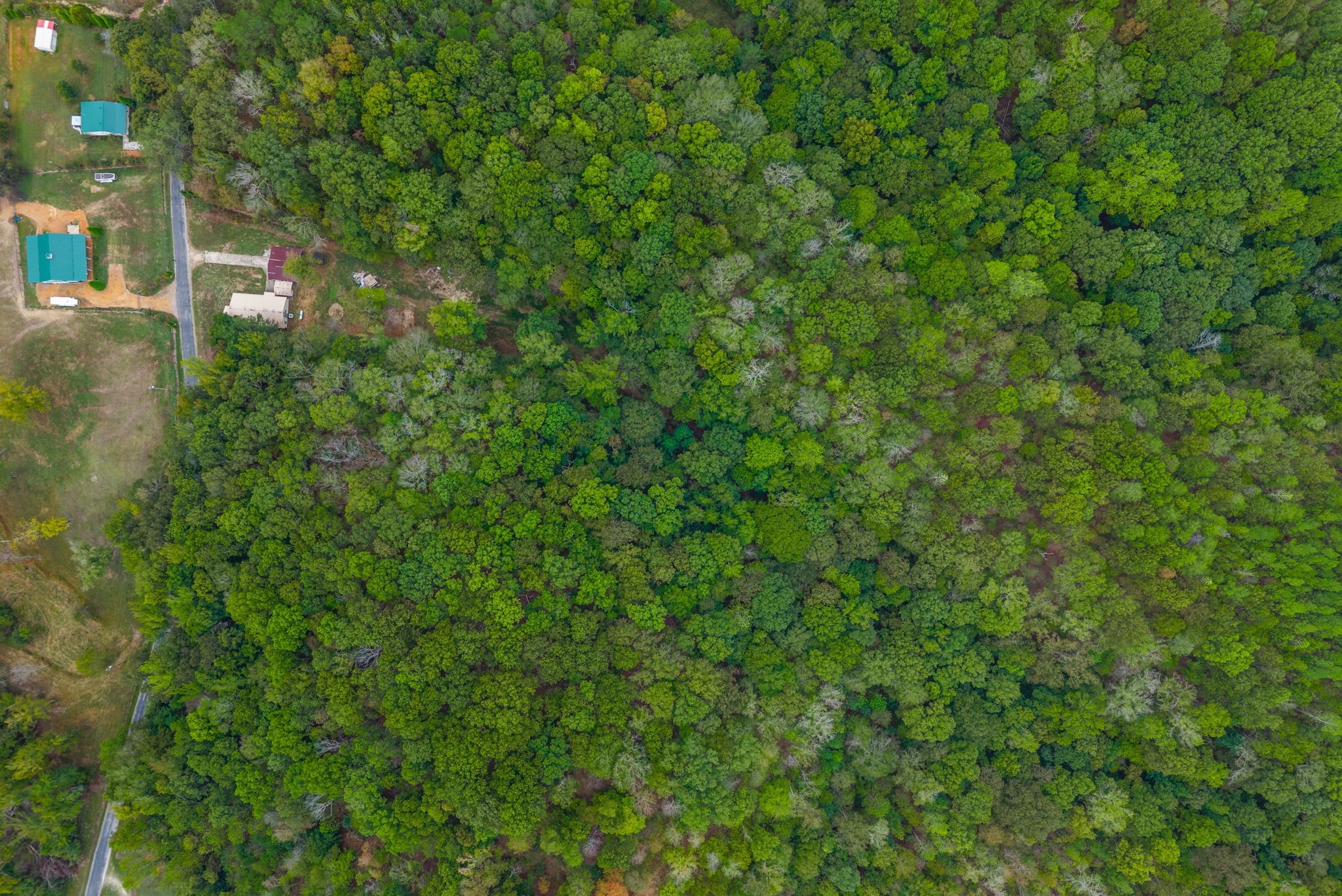 234 Lower Standing Rock Road Dover, TN 37058 - Photo 36 of 41 a view of a lush green forest with large trees