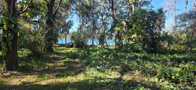 a view of a backyard with plants